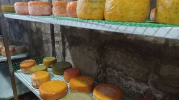 На Львівщині створили соціальну ферму, де роблять сир та допомагають дітям з інвалідністю (фото)