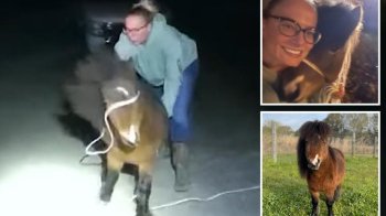 Поні-втікач «спокутуватиме» провину, допомагаючи людям з обмеженими можливостями: деталі