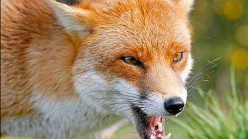 Львівщина входить в п’ятірку областей, де найбільше поширений сказ серед тварин