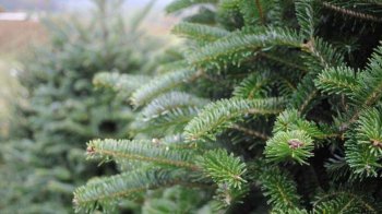 Через погоду у Львові продовжили термін збору ялинок