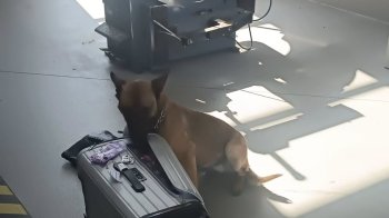 Службовий пес львівських прикордонників знайшов наркотики у валізі киянки