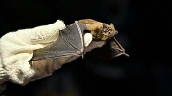 Львів’ян кличуть разом випустити врятованих кажанів у дику природу