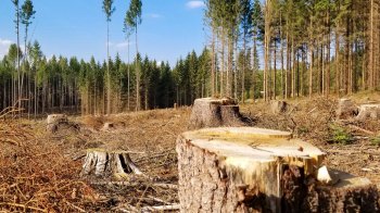 На Самбірщині пʼятеро чоловіків вирубали лісу на майже 80 тис. грн і уникнули покарання