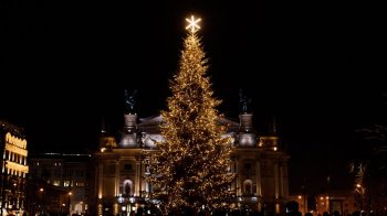 Мерія отримала 15 заявок від охочих подарувати головну ялинку місту