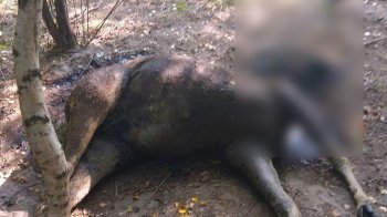 На Львівщині браконьєри вбили самку червонокнижного лося