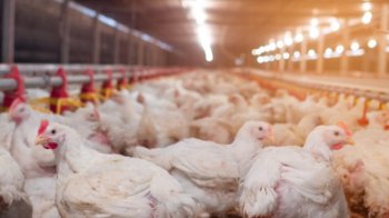 У Буській громаді планують розширити птахоферму до 230 тисяч курей