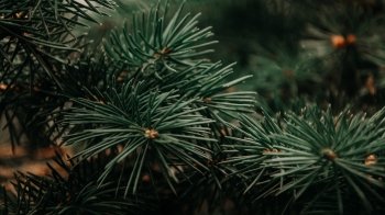 Де у Львові можна здати новорічні ялинки на переробку