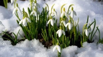 Від 510 до 1700 грн штрафу за збір, продаж та купівлю: людям нагадують про заборону торгівлі первоцвітів