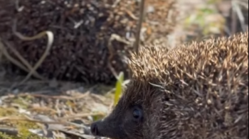 Їжачків з Домівки врятованих тварин у Львові повернули у дику природу