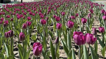 У Львові розквітли тюльпани, подаровані Нідерландами