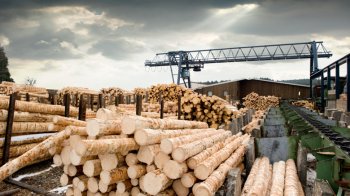 На Львівщині з підприємця стягнули 5 млн грн несплаченого податку з деревообробної діяльності