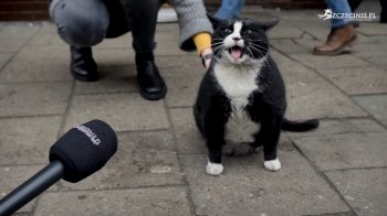 Кіт став найпопулярнішим туристичним об’єктом польського міста (фото)