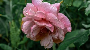 Штормове попередження на Львівщині: прогнозують грози, град та сильні шквали