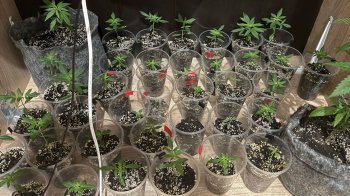 У Львові затримали наркоділка, який вирощував вдома кущі коноплі