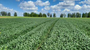 Громаді на Золочівщині повернули ділянку площею понад 30 га