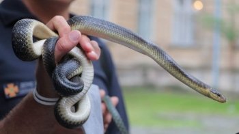 На Львівщині чоловік потрапив до реанімації через укус змії