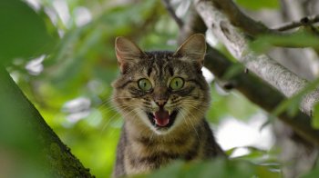 В одній із громад на Львівщині запровадили карантин: виявили сказ у кота