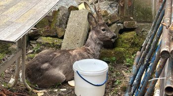 Поліцейська врятувала травмовану козулю неподалік Львова