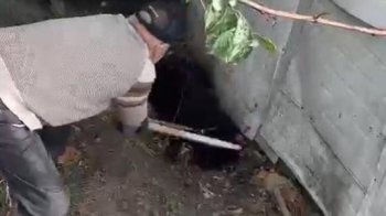 Через жорстоке вбивство собаки 84-річному львів’янину повідомили про підозру