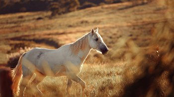 Кінь біжить