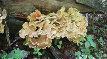 Меріпіліус гігантський