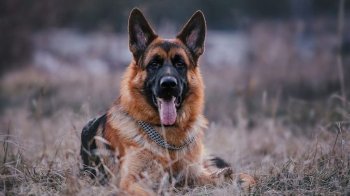 Водія з Львівщини оштрафували за збитого на смерть вівчарку