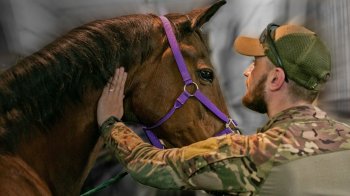 Львівська міськрада виділила 200 тисяч на покупку коней для реабілітації військових