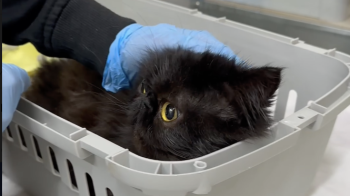 Десятки персидських котів врятували волонтери із квартири львівʼянки