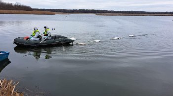Пташиний грип на Львівщині: точна кількість загиблих лебедів