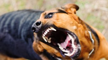 У селі на Дрогобиччині запровадили карантин через сказ у собаки