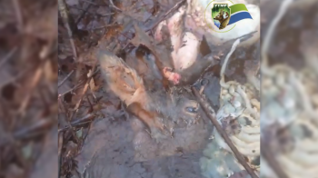 На Львівщині браконьєри вбили п’ятьох косуль та залишили тіла у водоймі