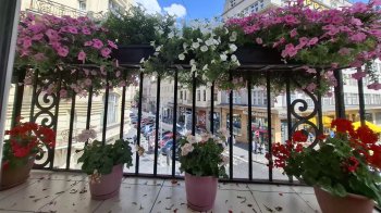 У Львові нагородили власників найгарніших квітучих балконів і підвіконь