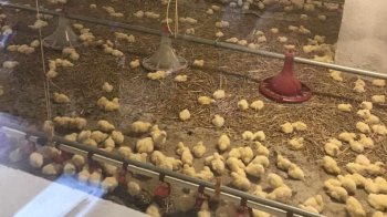 У селі Селець Дрогобицької громади почала працювати птахоферма на 28 тисяч курчат.