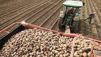 Львівщина у числі лідерів серед інших областей за обсягами вирощування картоплі