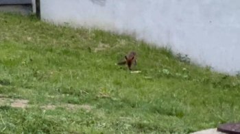 Вулицями Львова розгулює лисиця (фото)