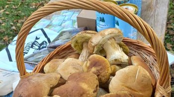 На вихідних у Сколе змагатимуться за звання найкращого грибника року