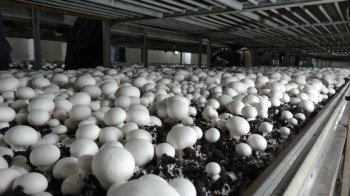 Жителів Львівщини запрошують на екскурсію з вирощування печериць