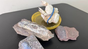 З Тернополя до Тайваню намагалися переслати скам’янілості, яким 400 млн років