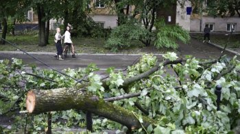 У Львові на проспекті Свободи зріжуть аварійні дерева