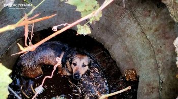 У Трускавці собака впав у двометровий каналізаційний колодязь (фото)