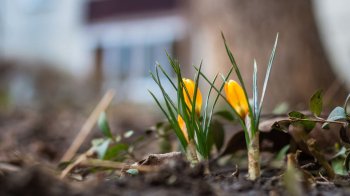 У понеділок на Львівщині прогнозують до 8 градусів тепла