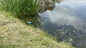 Львів’яни просять почистити озеро на вул. Симоненка, бояться загибелі каченят