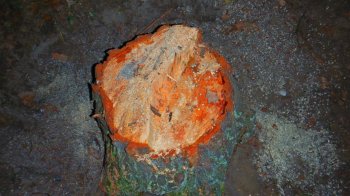 На Львівщині директорку оздоровчого комплексу судять через незаконну вирубку лісу