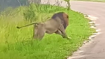 З важким серцем дивилися, але не могли втрутитись: у мережу потрапило відео, як лев напав на гієну