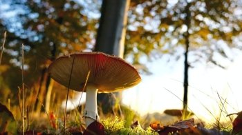 Отруєння грибами: як уникнути та надати першу допомогу