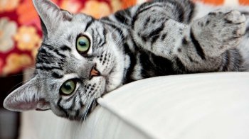 "Домівка врятованих тварин" шукає господарів для 32 котів, яких евакуювали з Миколаєва