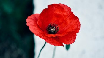 Україна відзначає День пам’яті та перемоги над нацизмом