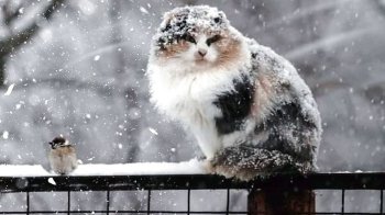 15 січня: церковні свята, іменинники, прикмети та заборони