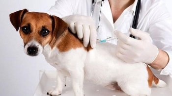 Запроваджено карантин: у Городоцькій громаді виявили пса зі сказом, який покусав трьох людей