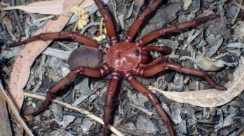 Дуже рідкісний вид: в Австралії науковці виявили гігантських павуків-довгожителів